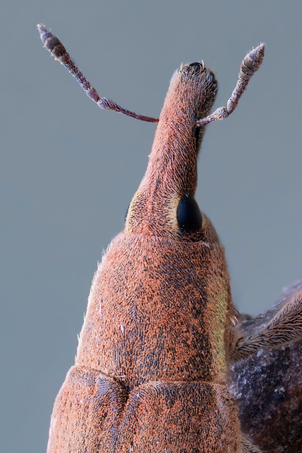 Curculionidae - Lixus sp.